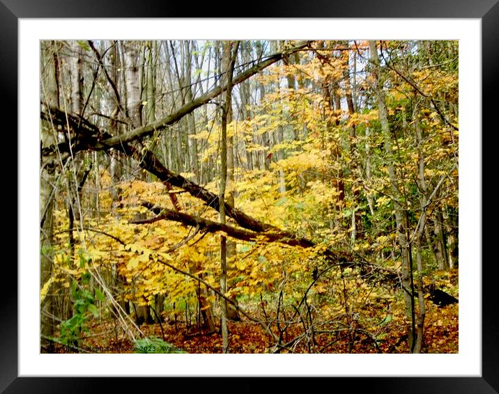 Forest Framed Mounted Print by Stephanie Moore