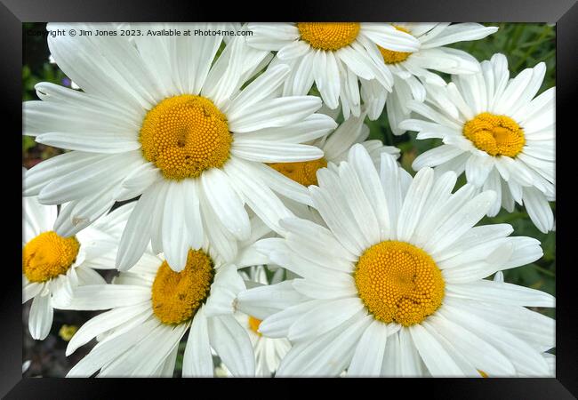 Wild Ox-eye Daisies Framed Print by Jim Jones