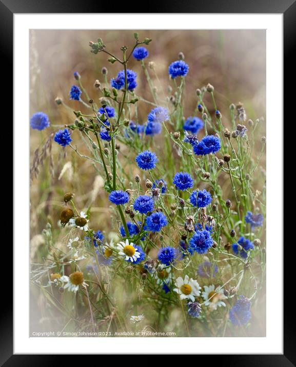 Corn flowers in the wind Framed Mounted Print by Simon Johnson