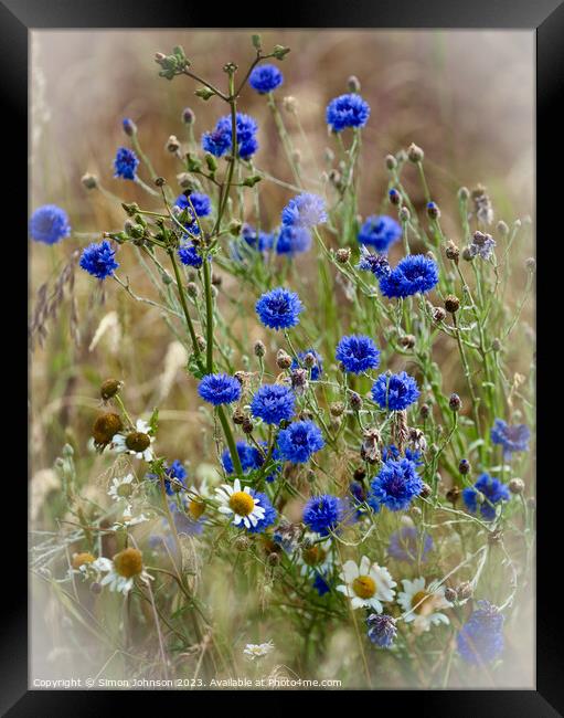 Corn flowers in the wind Framed Print by Simon Johnson