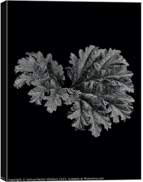 leaf Canvas Print by Joshua Panter-Whitlock