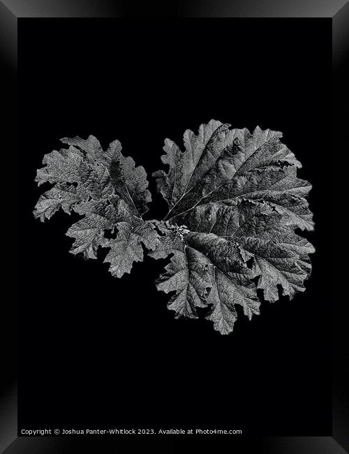 leaf Framed Print by Joshua Panter-Whitlock