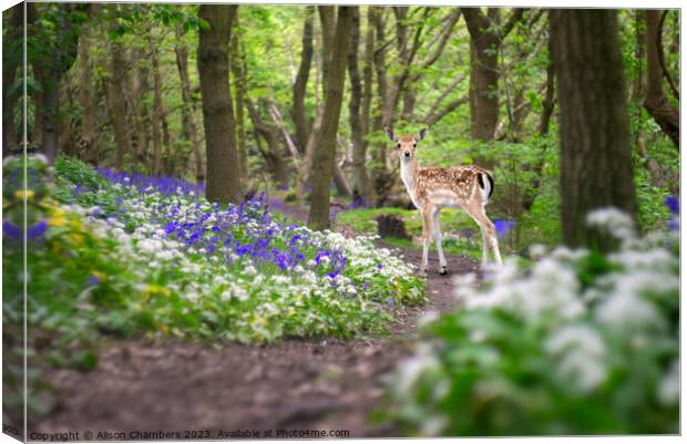 Fawn In A Bluebell Wood Canvas Print by Alison Chambers