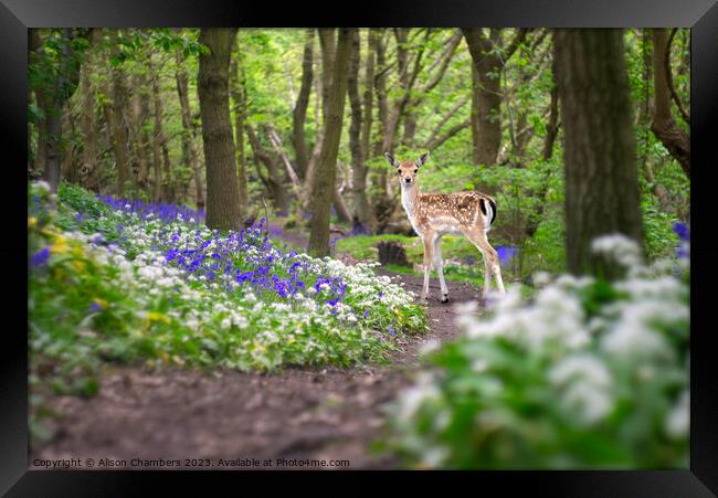 Fawn In A Bluebell Wood Framed Print by Alison Chambers