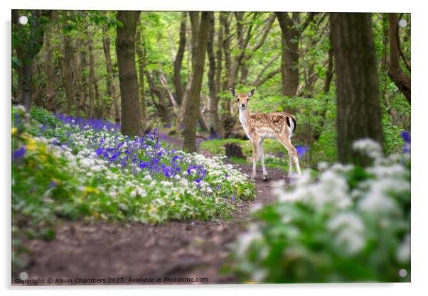Fawn In A Bluebell Wood Acrylic by Alison Chambers