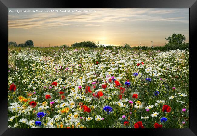 Wildflower Meadow  Framed Print by Alison Chambers