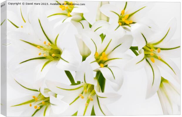 White Flowers Canvas Print by David Hare