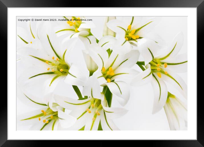 White Flowers Framed Mounted Print by David Hare