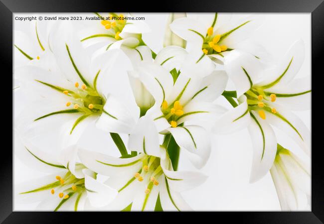 White Flowers Framed Print by David Hare