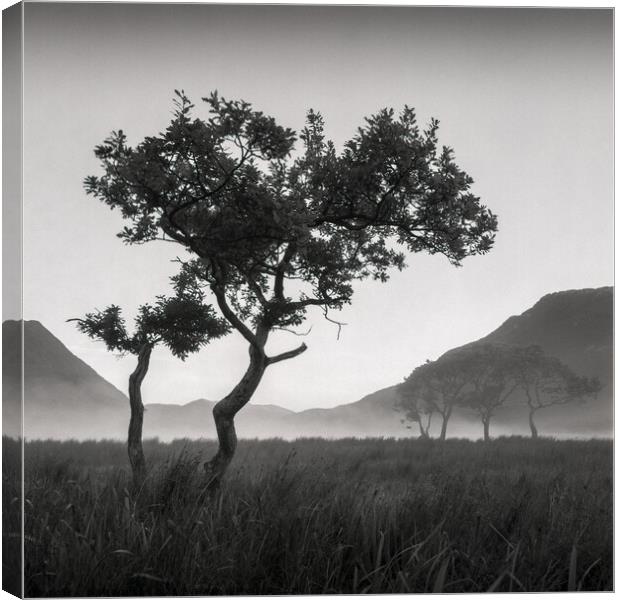 Crummock Water Tree Canvas Print by Dave Bowman
