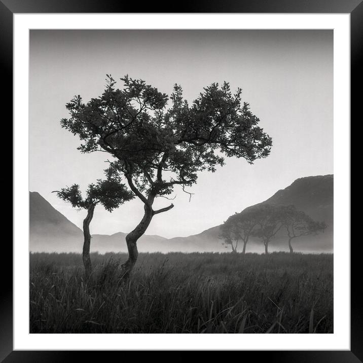 Crummock Water Tree Framed Mounted Print by Dave Bowman