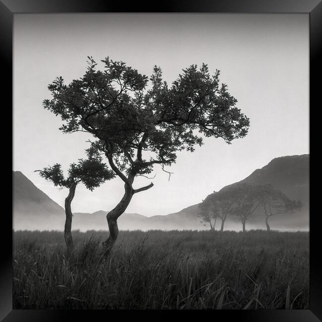 Crummock Water Tree Framed Print by Dave Bowman