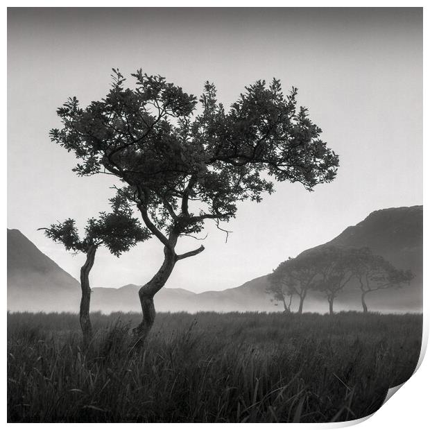 Crummock Water Tree Print by Dave Bowman