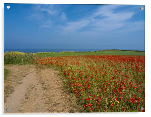 Cornish summer meadow Acrylic by Tony Twyman