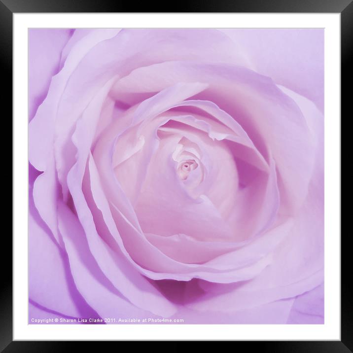 Sweet Lilac Framed Mounted Print by Sharon Lisa Clarke