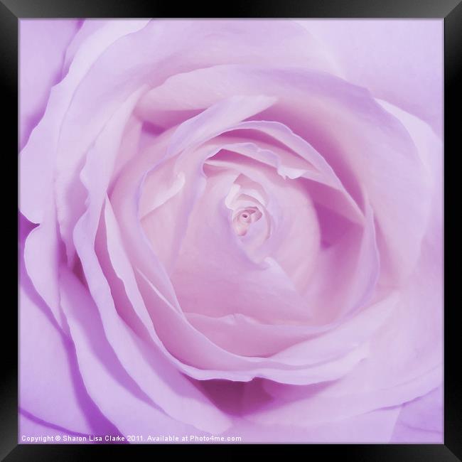 Sweet Lilac Framed Print by Sharon Lisa Clarke