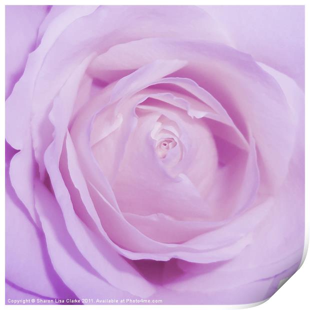 Sweet Lilac Print by Sharon Lisa Clarke