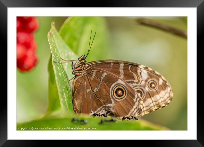 'Butterfly's Enchanted Encounter in Wales' Framed Mounted Print by Fabrice Jolivet