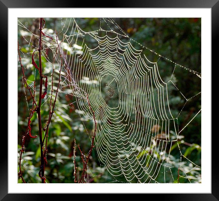 The Web Framed Mounted Print by Louise Godwin
