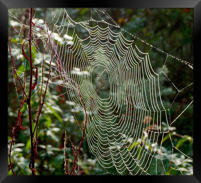 The Web Framed Print by Louise Godwin