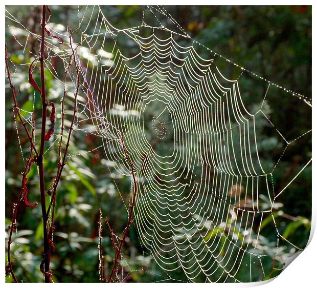 The Web Print by Louise Godwin