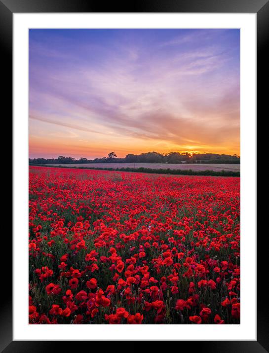 Poppies at Sunset Framed Mounted Print by Bryn Ditheridge