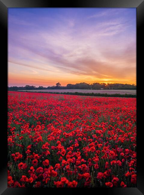 Poppies at Sunset Framed Print by Bryn Ditheridge