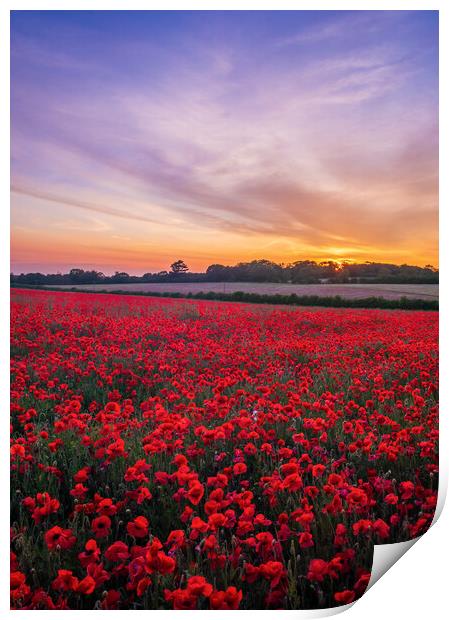 Poppies at Sunset Print by Bryn Ditheridge