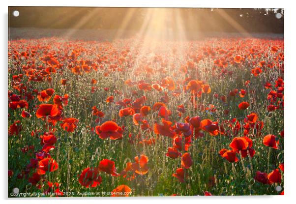 Sunburst Poppies Acrylic by Paul Martin
