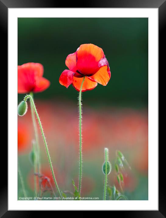Red Poppies: An Intimate Study Framed Mounted Print by Paul Martin