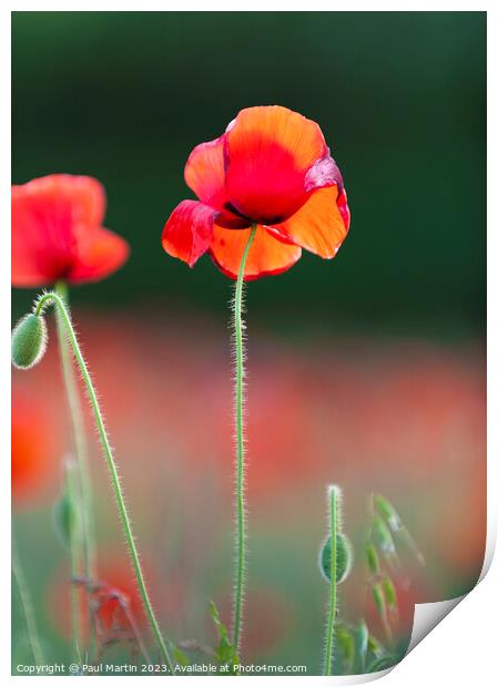 Red Poppies: An Intimate Study Print by Paul Martin