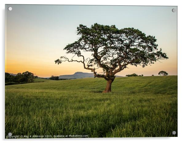 Lone Tree and Ingleborough Top Acrylic by Reg K Atkinson