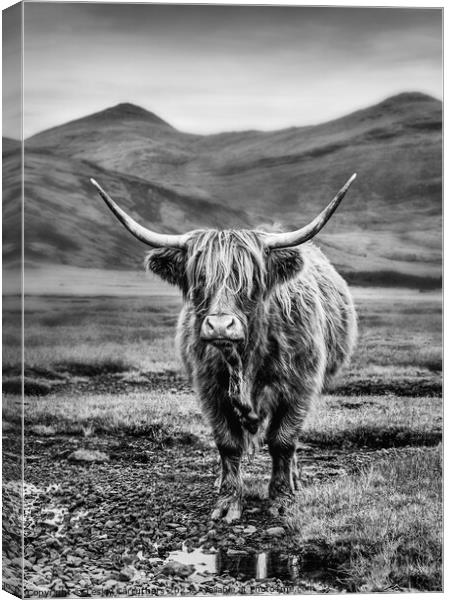 Black and White Highland Cow on Mull, Scotland Canvas Print by Lesley Carruthers