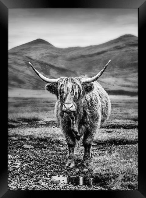 Black and White Highland Cow on Mull, Scotland Framed Print by Lesley Carruthers