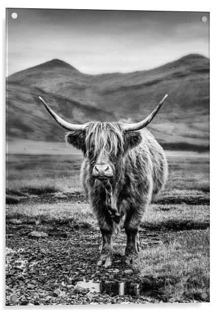 Black and White Highland Cow on Mull, Scotland Acrylic by Lesley Carruthers