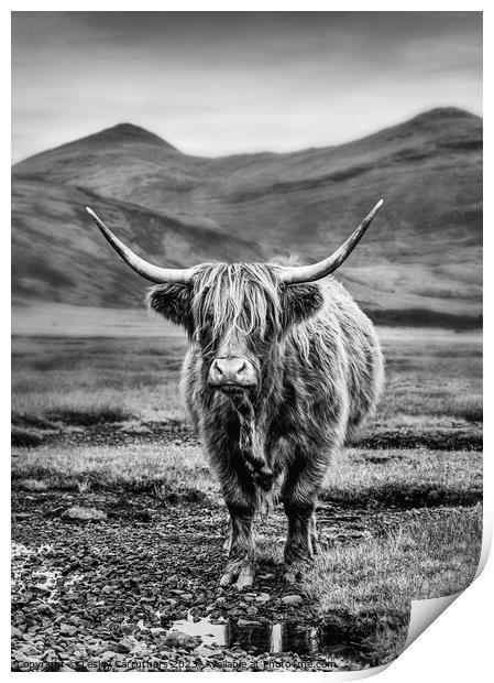 Black and White Highland Cow on Mull, Scotland Print by Lesley Carruthers