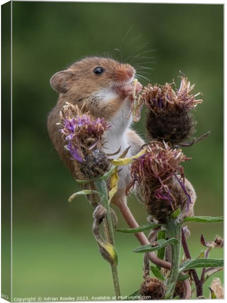 Harvest Mouse with lunch Canvas Print by Adrian Rowley