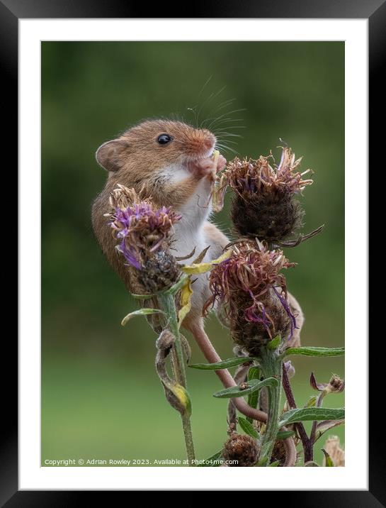 Harvest Mouse with lunch Framed Mounted Print by Adrian Rowley