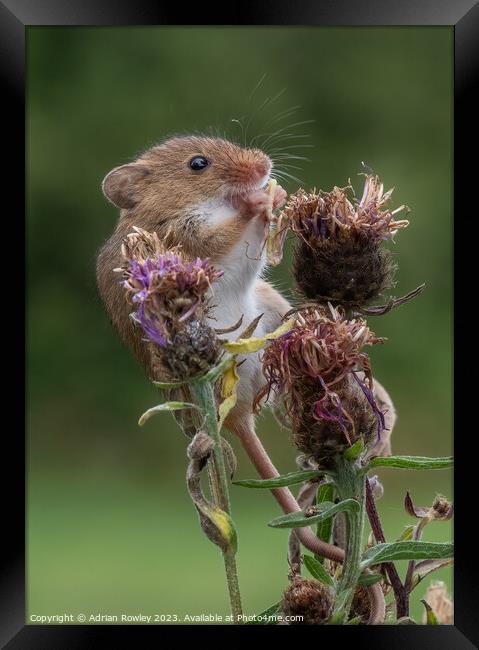 Harvest Mouse with lunch Framed Print by Adrian Rowley