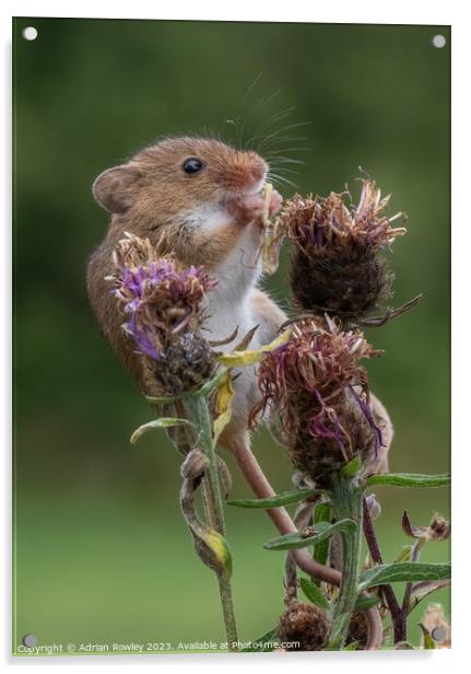 Harvest Mouse with lunch Acrylic by Adrian Rowley