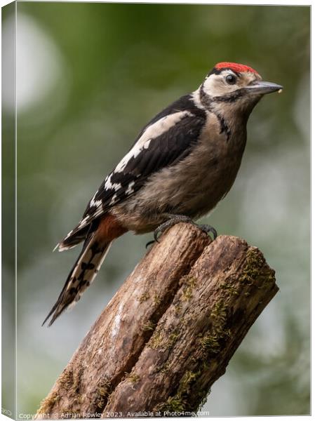 Serene Woodpecker in Natural Habitat Canvas Print by Adrian Rowley