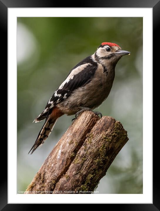 Serene Woodpecker in Natural Habitat Framed Mounted Print by Adrian Rowley