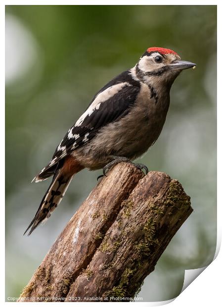 Serene Woodpecker in Natural Habitat Print by Adrian Rowley