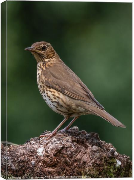 The Song Thrush Canvas Print by Adrian Rowley