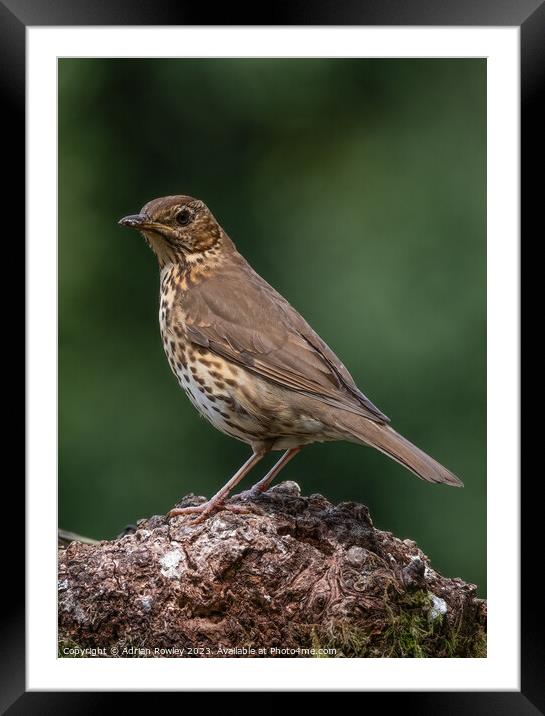 The Song Thrush Framed Mounted Print by Adrian Rowley