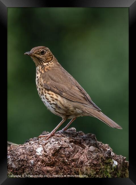 The Song Thrush Framed Print by Adrian Rowley