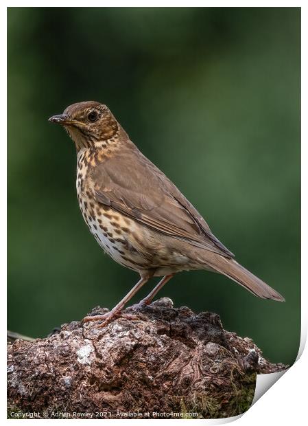 The Song Thrush Print by Adrian Rowley
