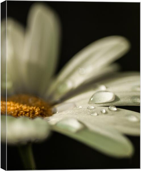 Daisy with Dew Canvas Print by Lesley Carruthers