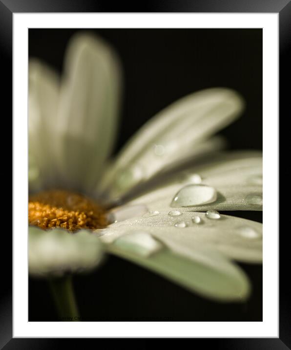 Daisy with Dew Framed Mounted Print by Lesley Carruthers