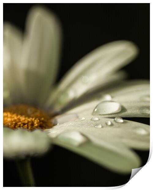 Daisy with Dew Print by Lesley Carruthers